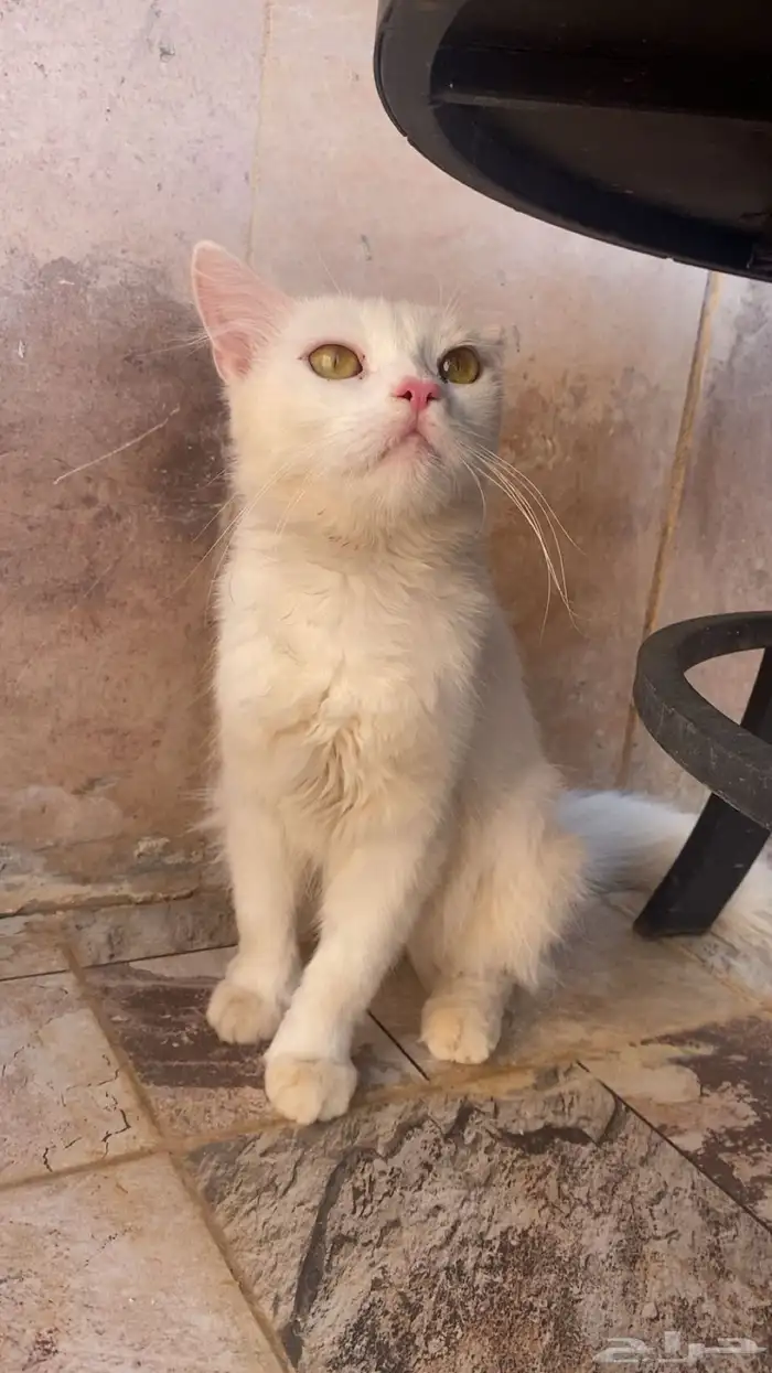 قطط لبيع الأم وعيالها 0