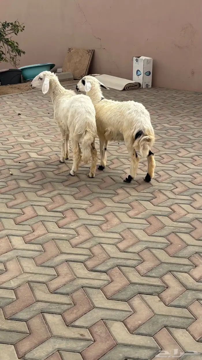 رخلين للبيع كفو 1