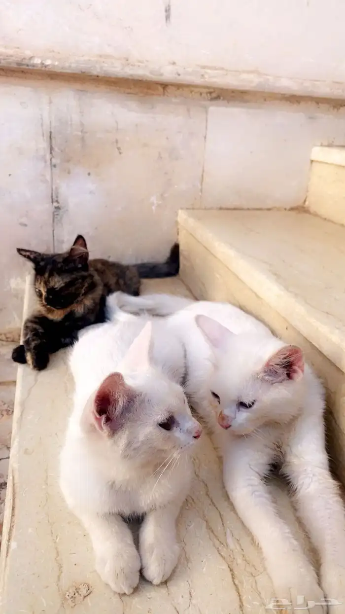 قطط لبيع الأم وعيالها 1