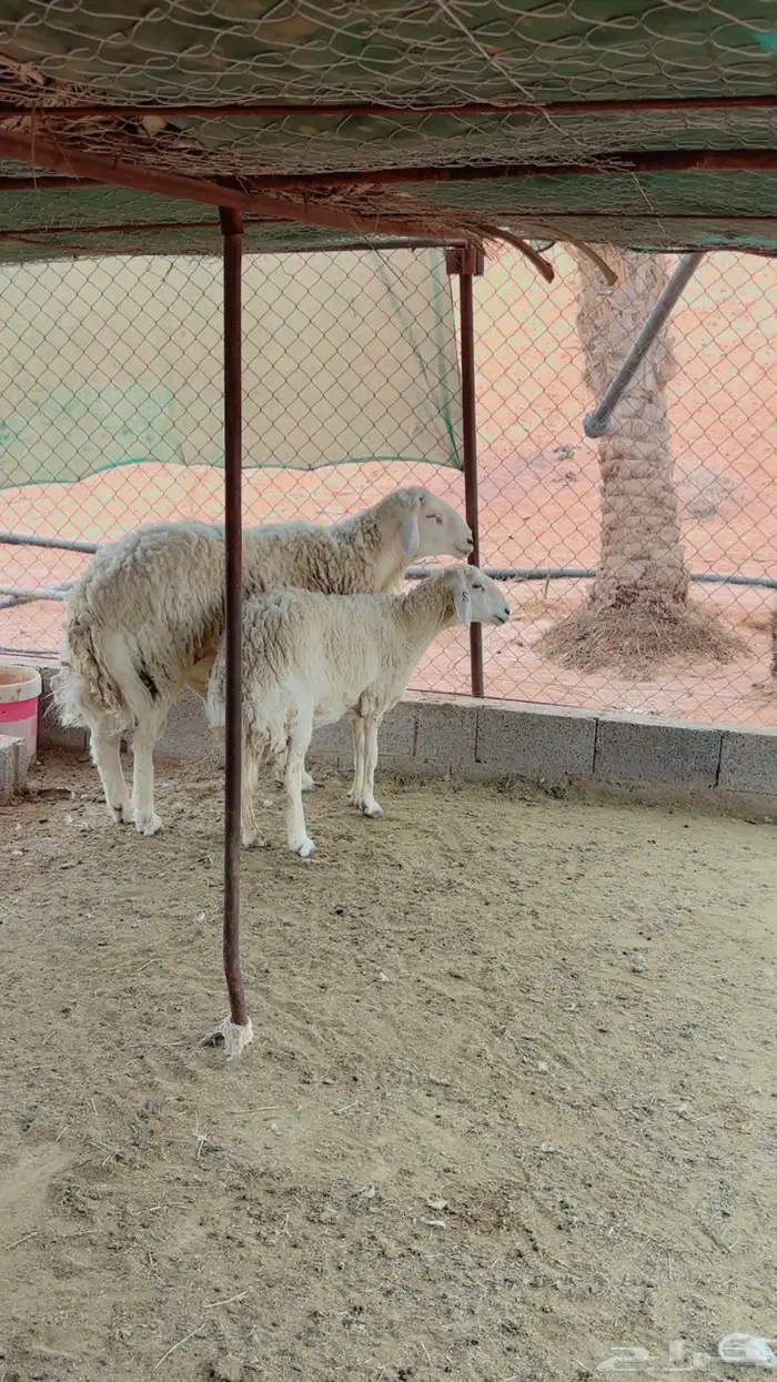 فحل حري وشاه حرية 0