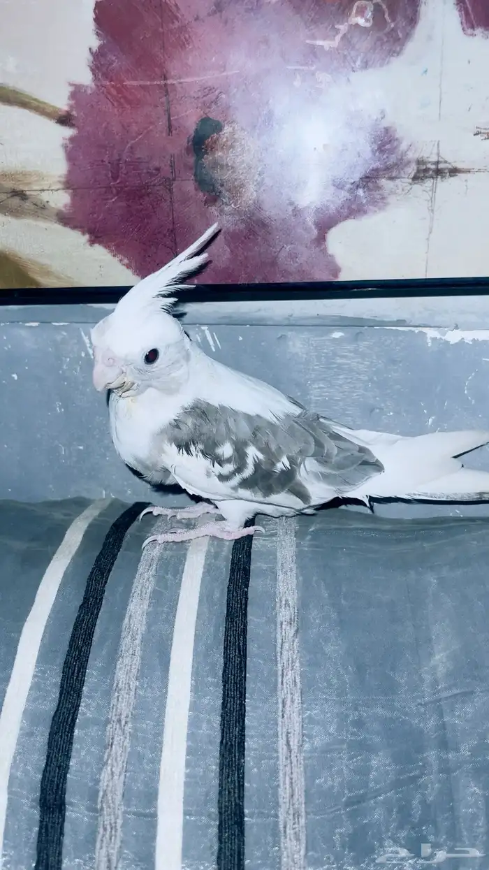 كروان بايد تم البيع 5