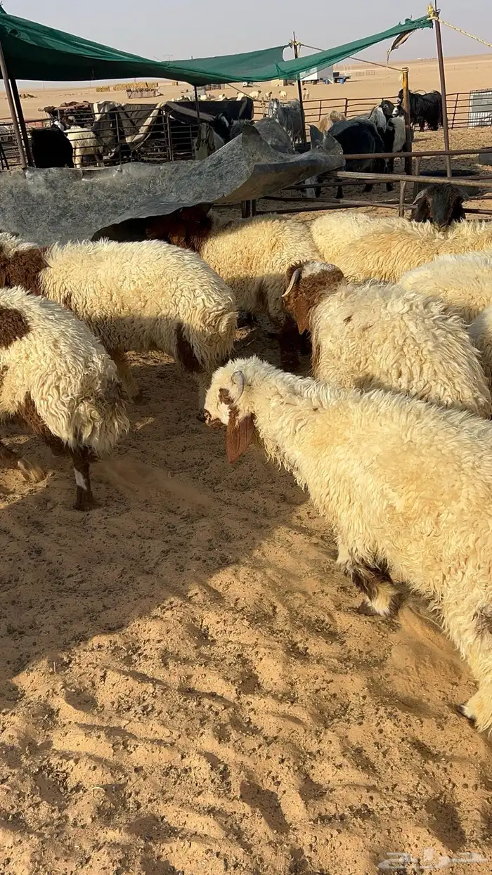 ذبايح نعيمي حري تيوس 2