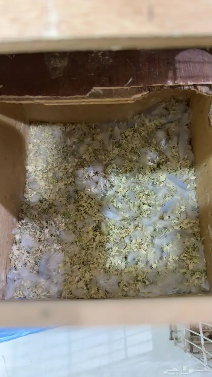 جوز روز إنتاج (تم البيع الله يبارك لي راعيه ) 4