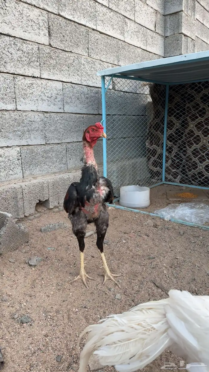 ديك ودجاجه سندي عمر الديك سنه للبيع 1