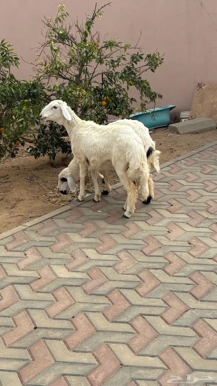 رخلين للبيع كفو 3