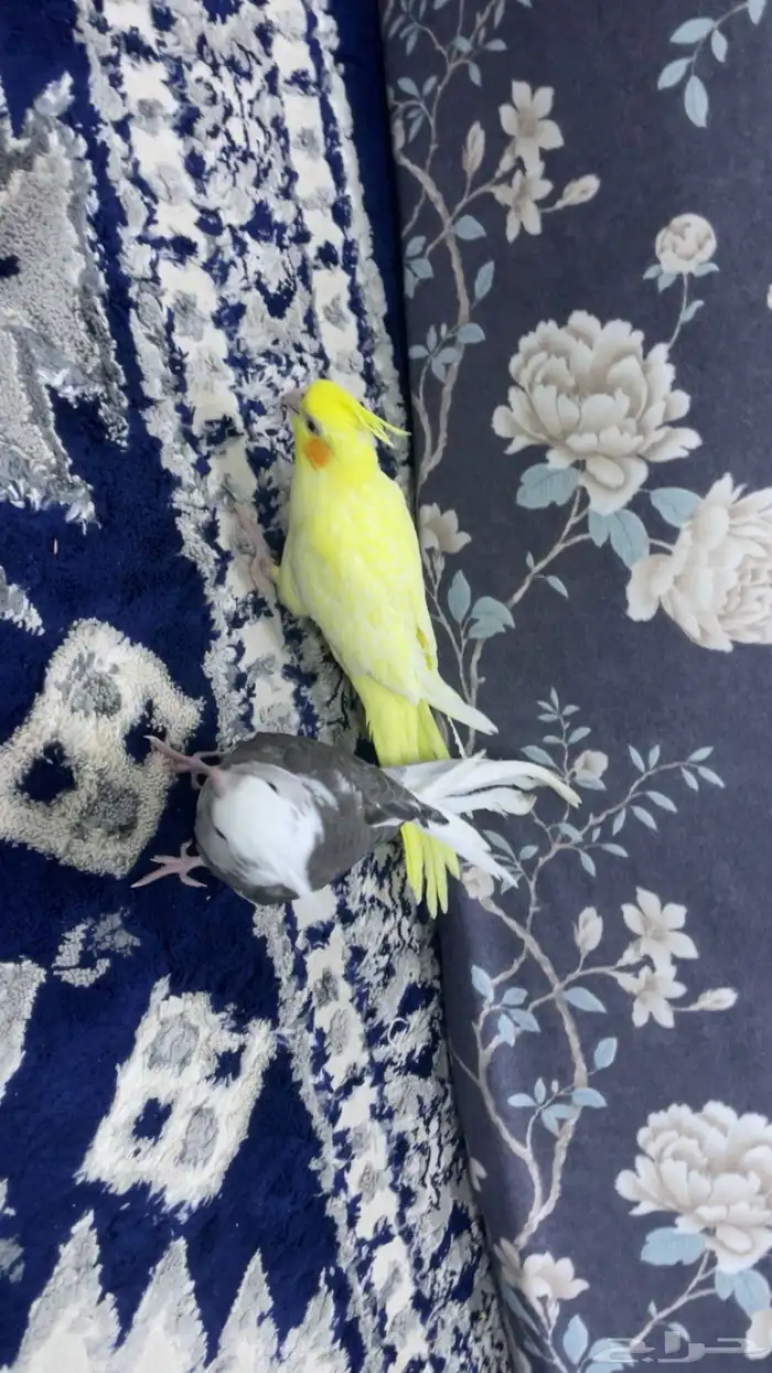 عدد 2كروان أليفه 1