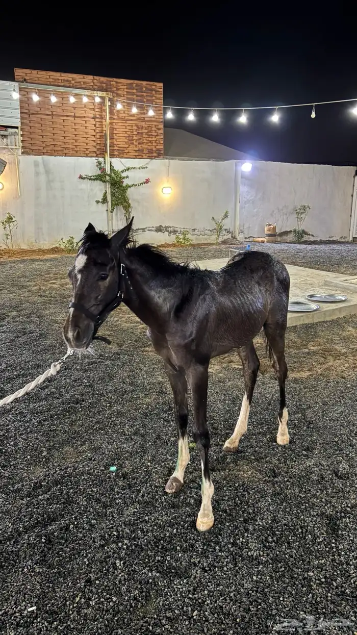 خيل شعبي 0