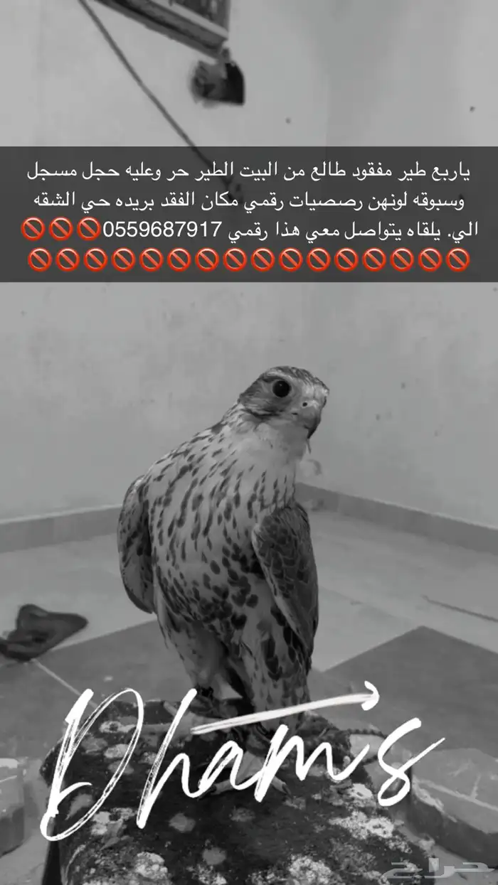 طير مفقود ببريده 0
