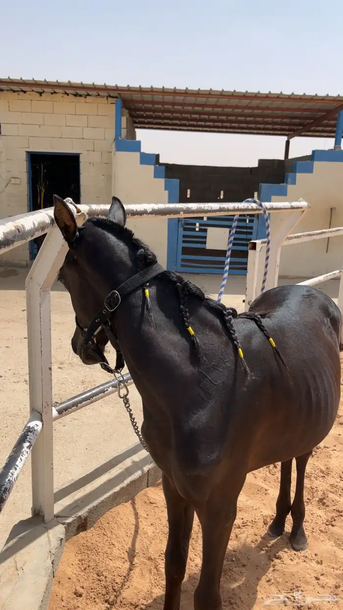 مهره دهماء 1