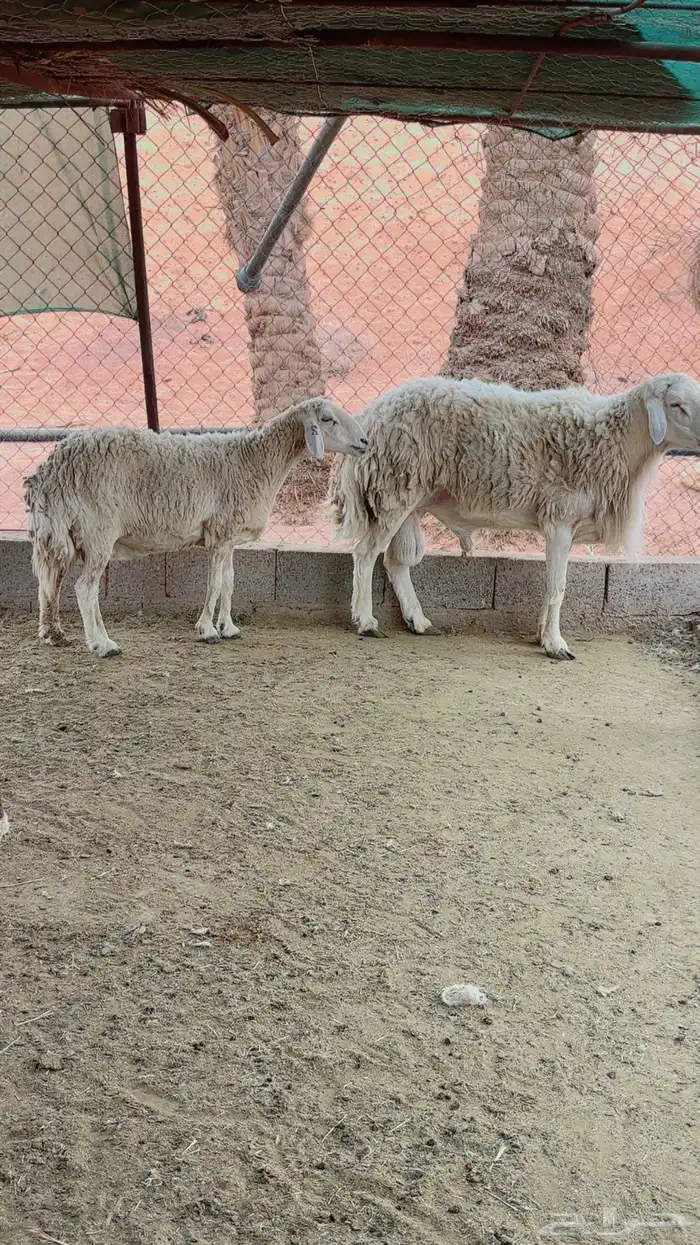 فحل حري وشاه حرية 2