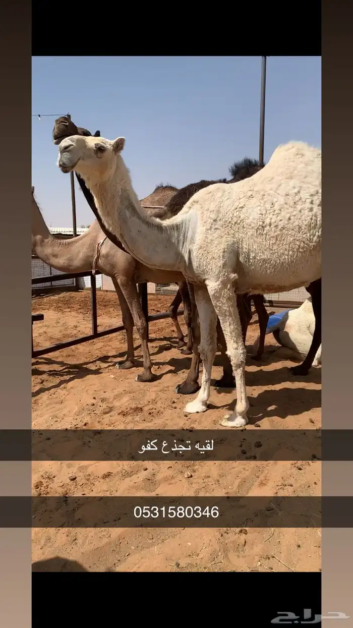 بكره 0