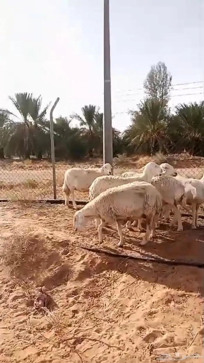 حريات حيل ( تم البيع ) 2