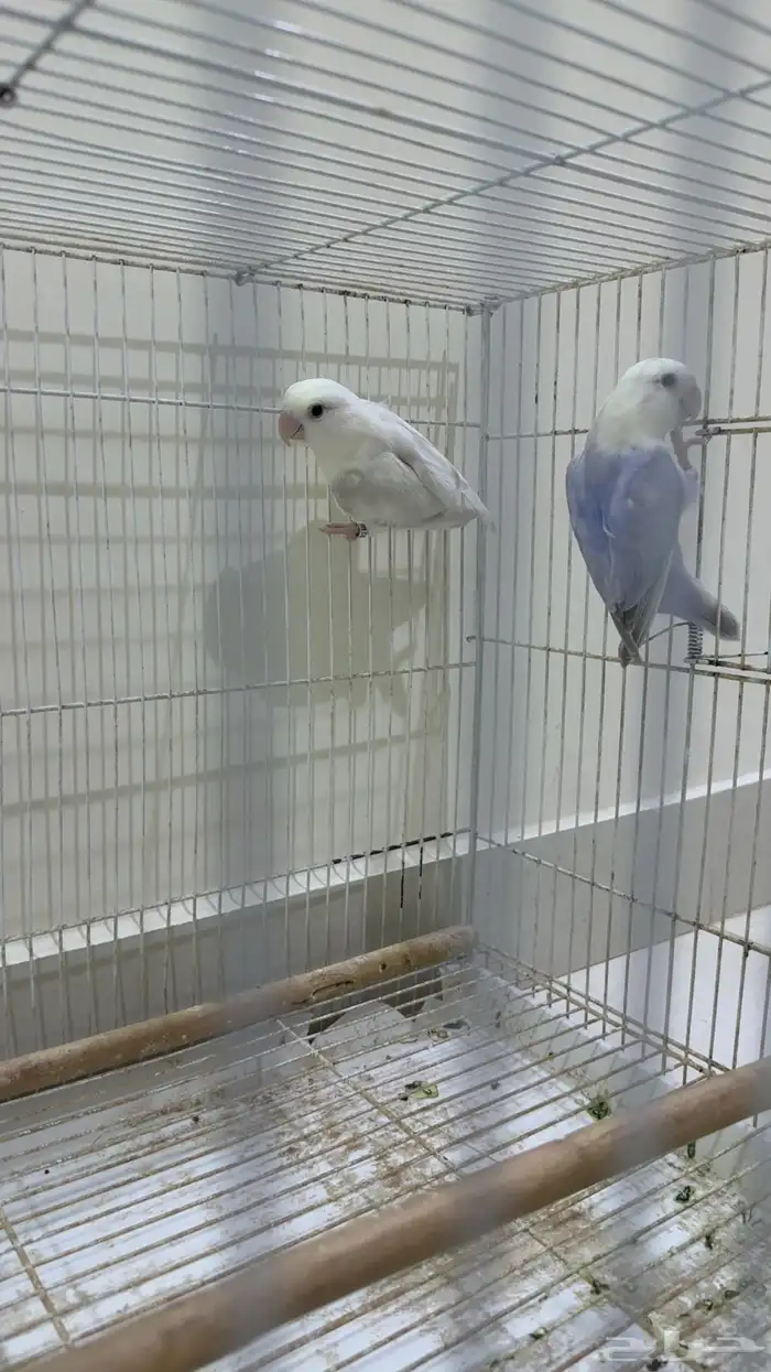 جوز روز إنتاج (تم البيع الله يبارك لي راعيه ) 0