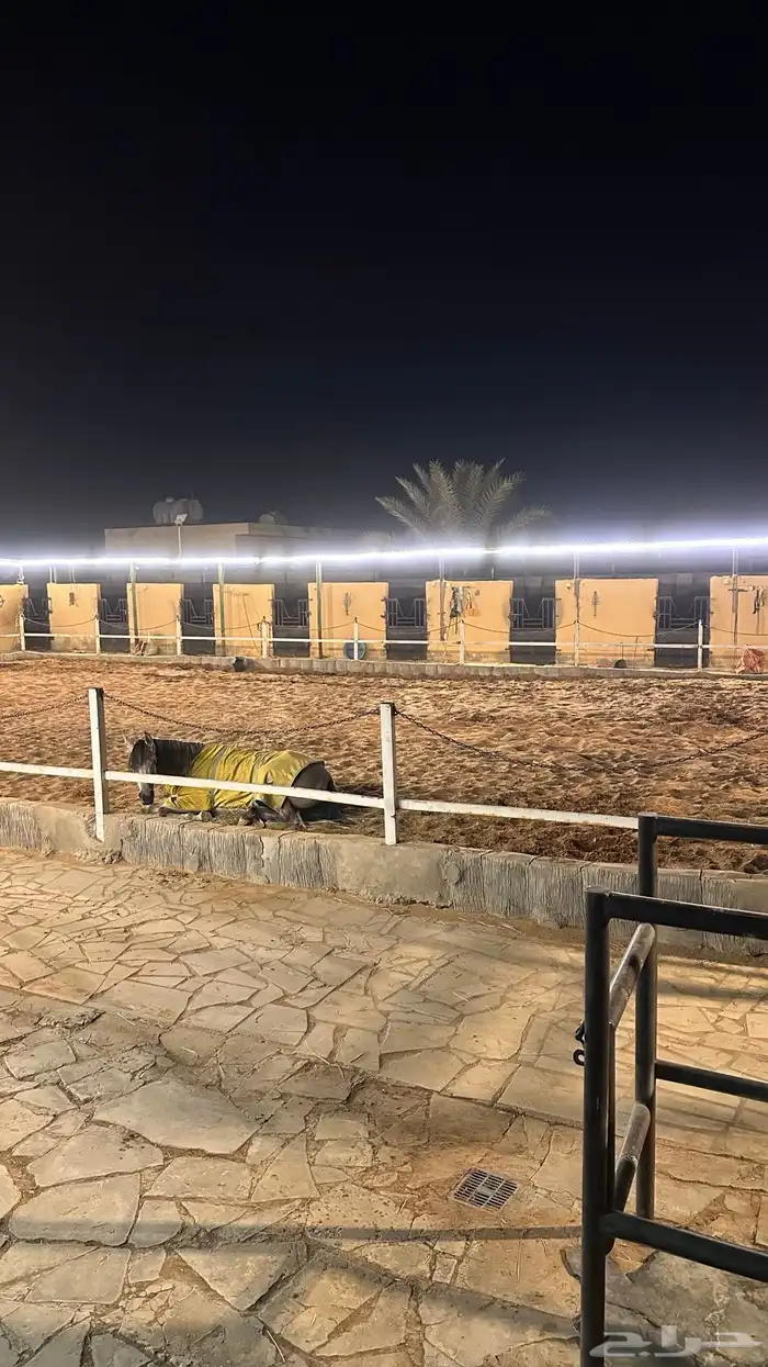 مربط اسطبل درة نساح للخيل العربيه غرب الرياض 4
