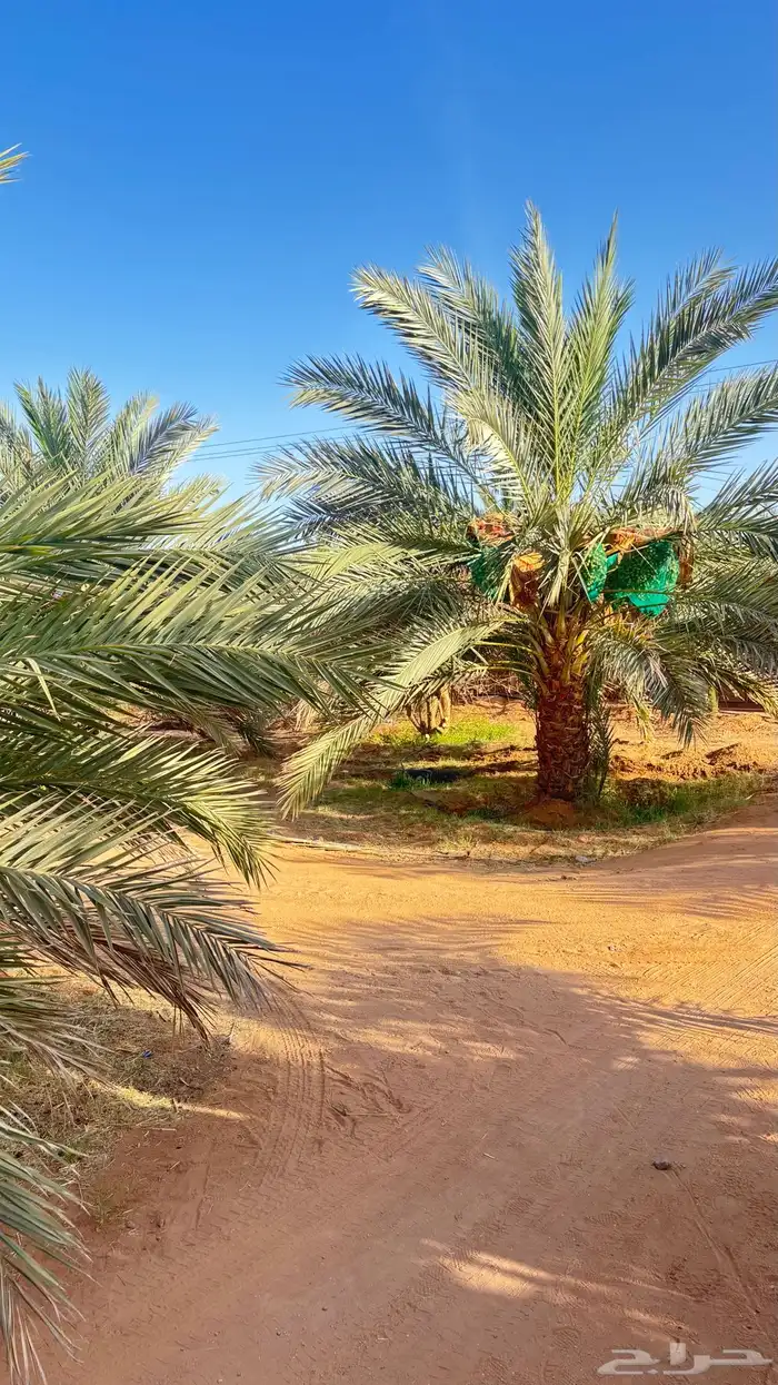ثمر نخل للبيع 0