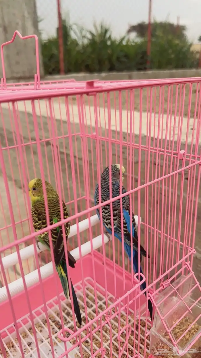 عصافير 1