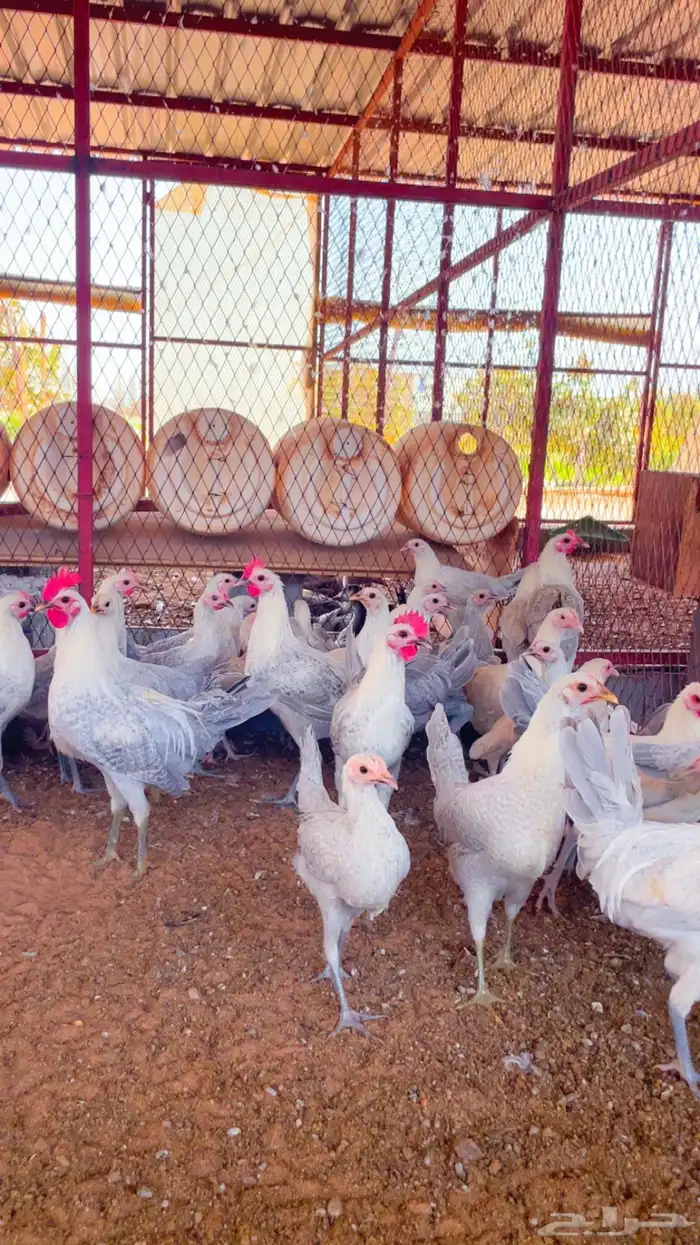 فراريج 1