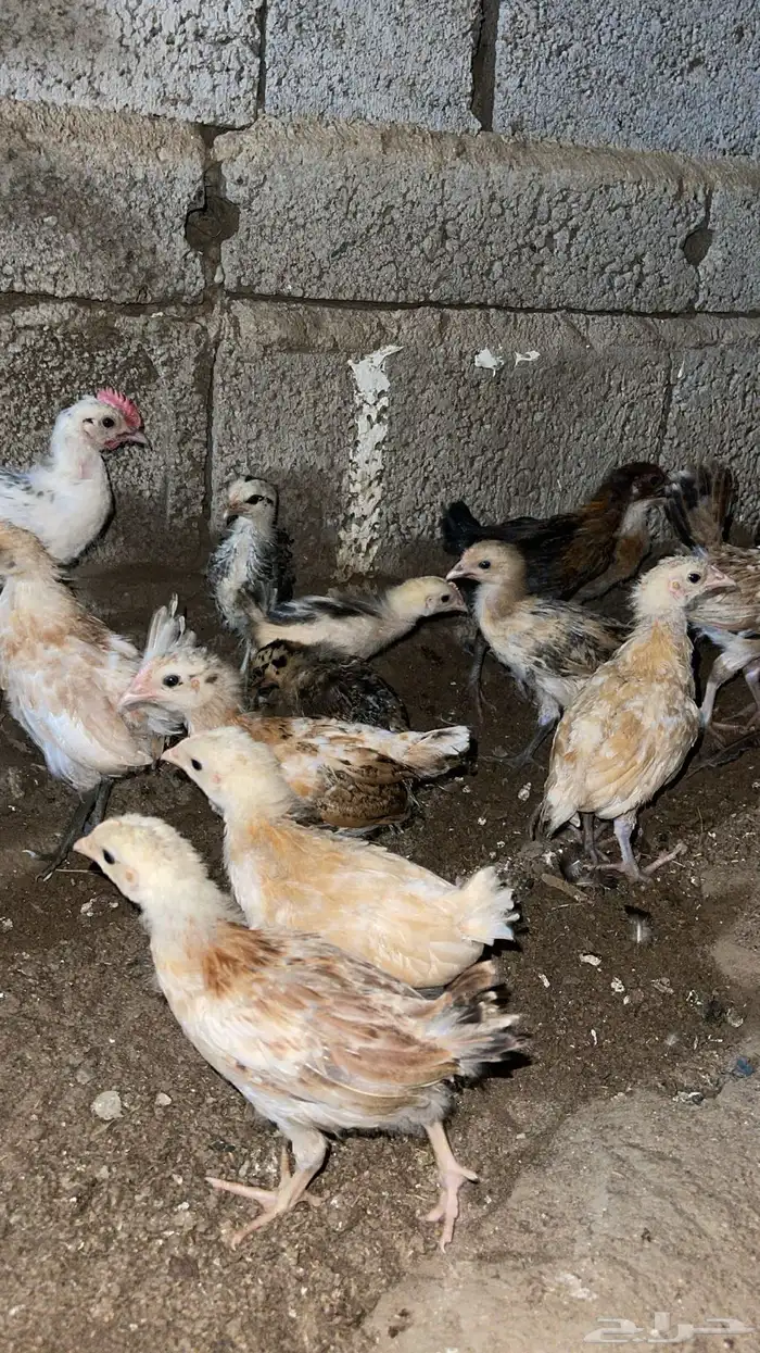 صيصان فروخ دجاج بلدي 4