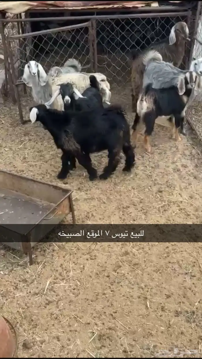 تيوس للبيع 0