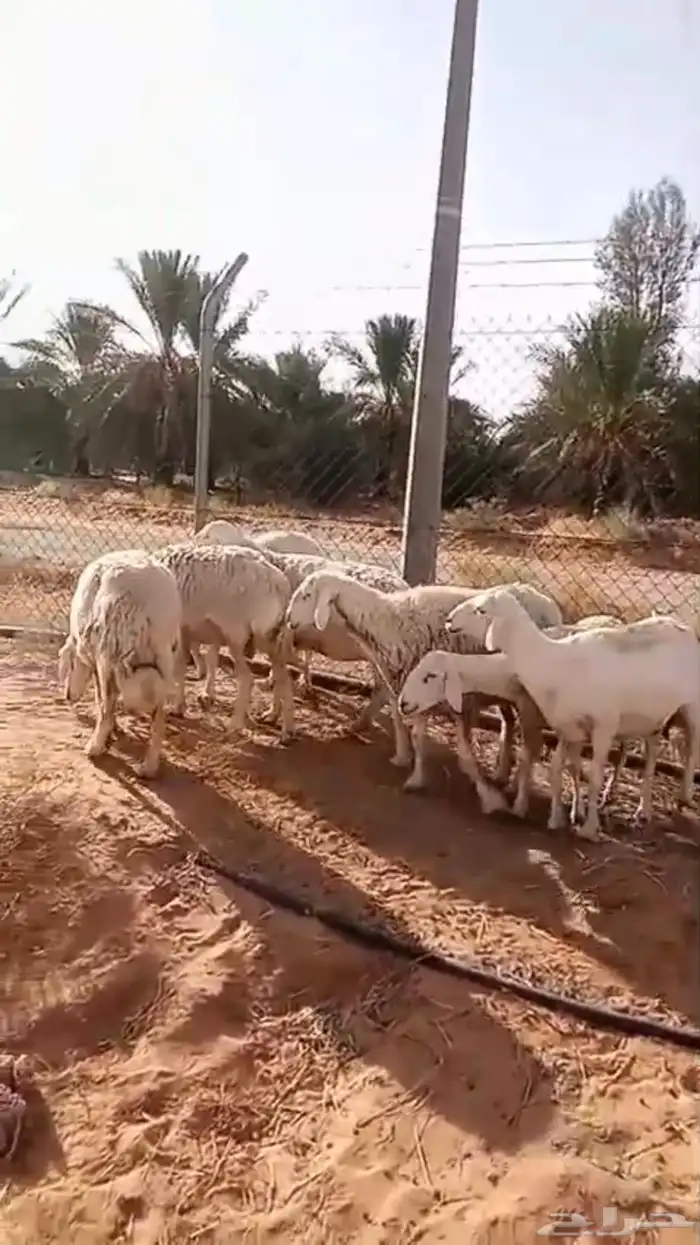 حريات حيل ( تم البيع ) 1