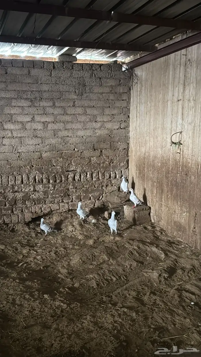 حمام زاجل ايس 1