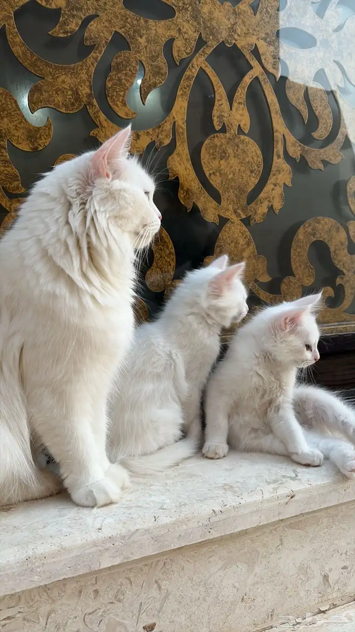 قطط للبيع 3