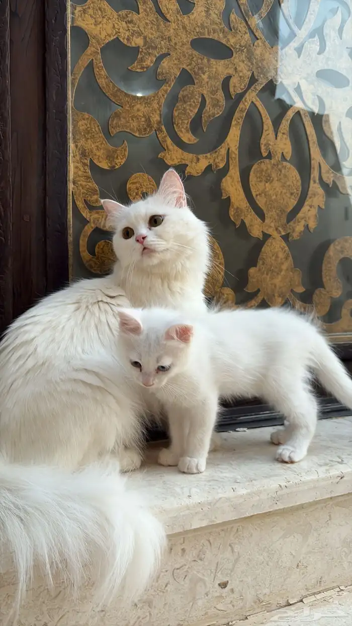 قطط للبيع 4