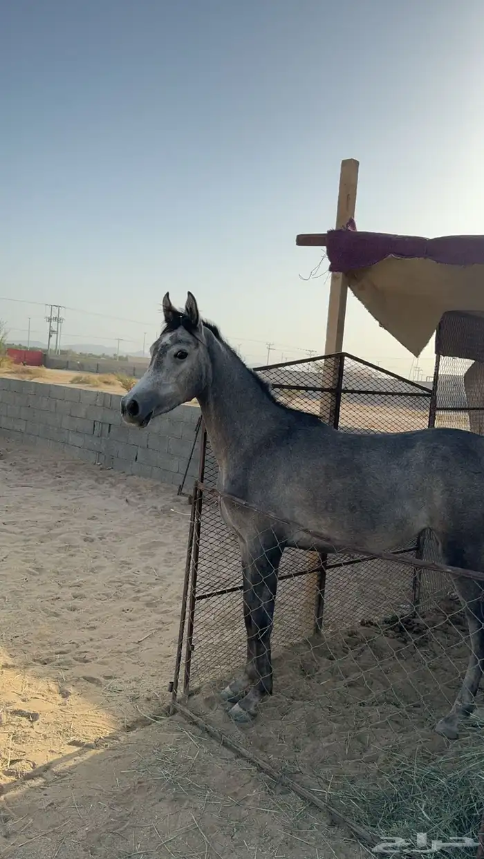 مهره شعبيه فاخره كفو بنت ابن ميراج طبع كفو لا تصقل ولا تعض 0