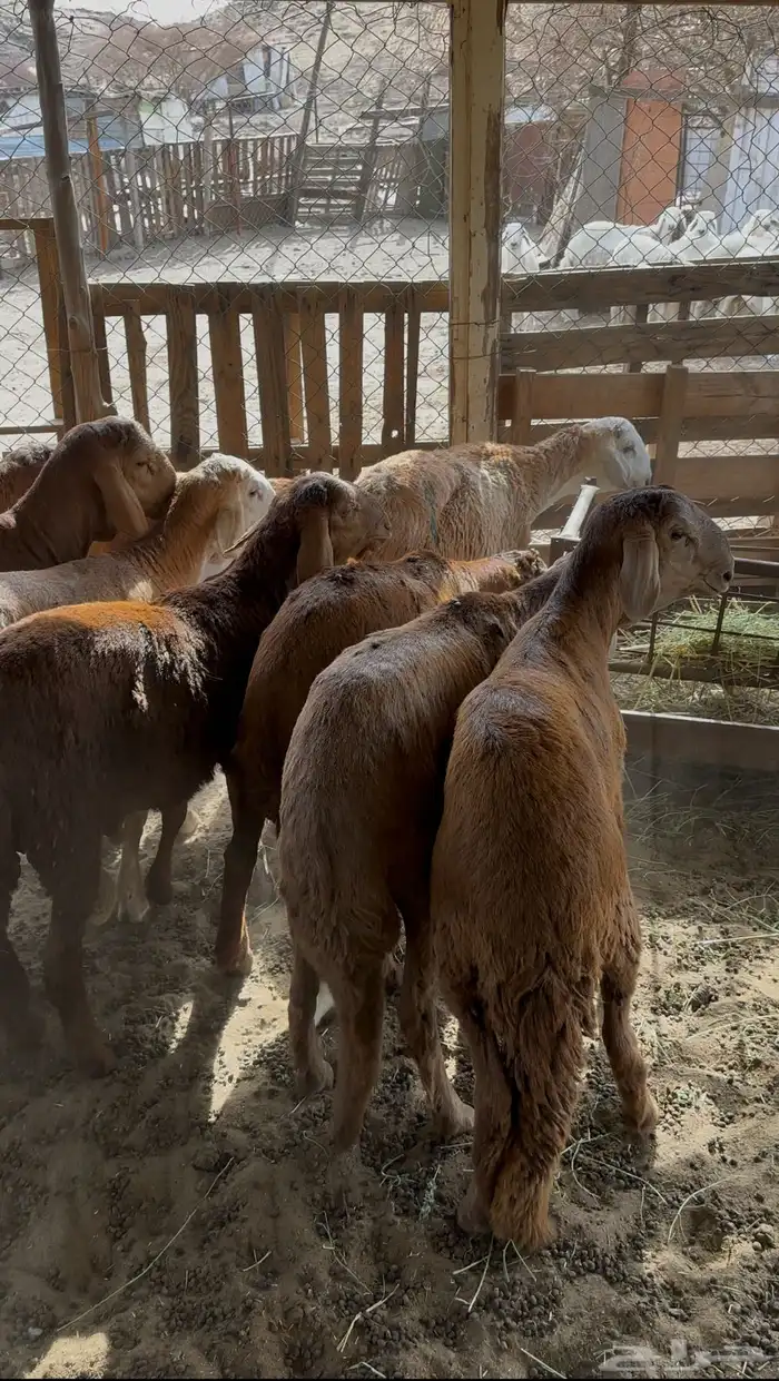 سواكن جذعان مرابي 3 شهور 0