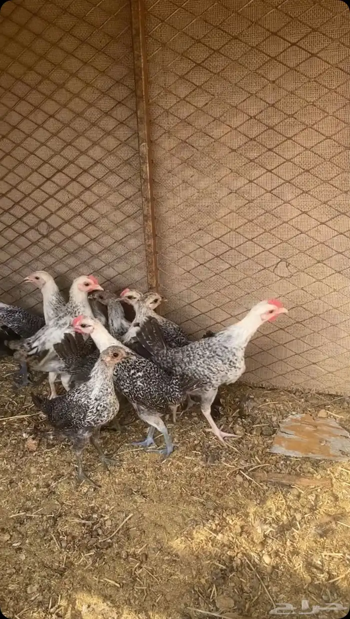 صيصان فيومي 1