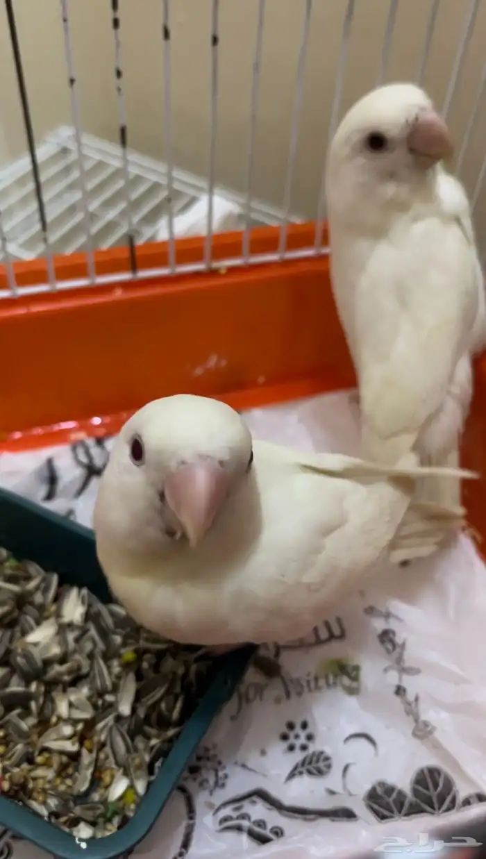 روز البينو عيون حمر 0