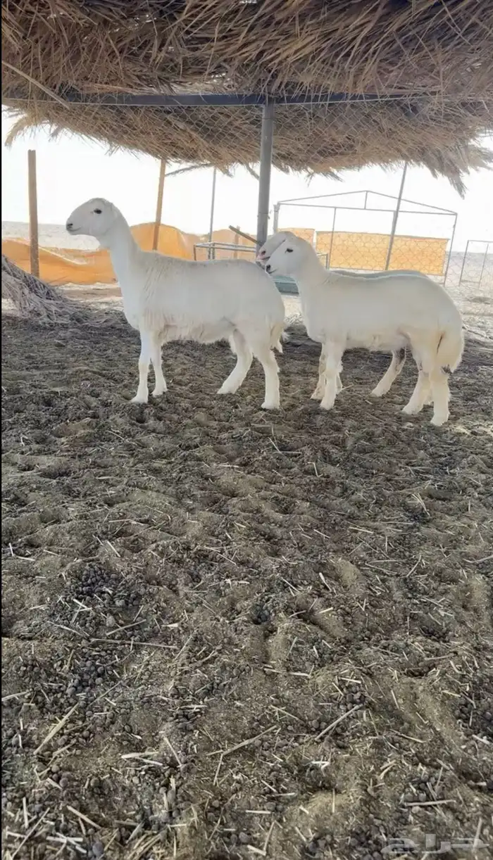رخال مقنوي و مشروع فحل صنف 0