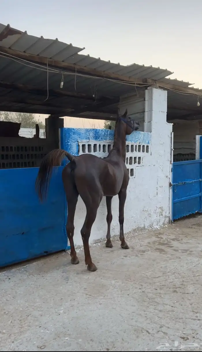 حصان شعبي ينافس واهو بجمال ركوب اديب على صوت 1