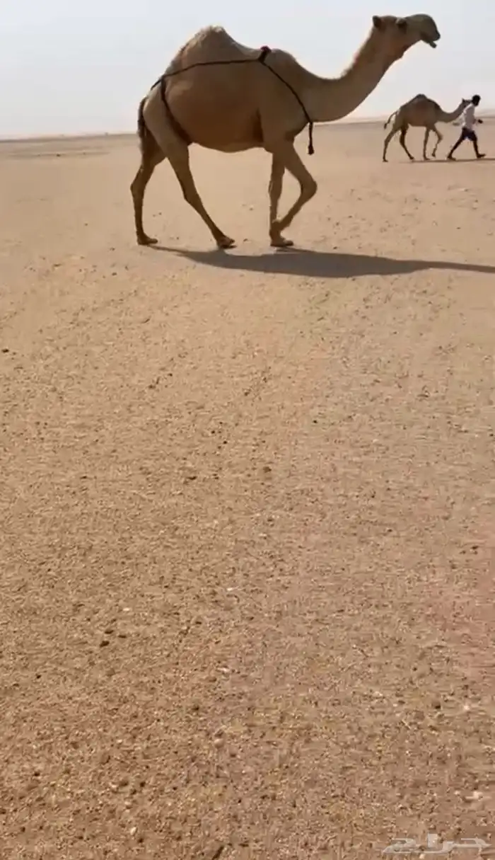 البيع شعلا كفوو خفوت 1