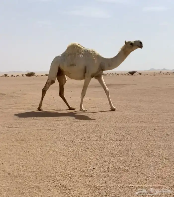 لقحه كفووو لها في القاح 7شهور سنها ثنيه وسليمه جميع العذاريب 0