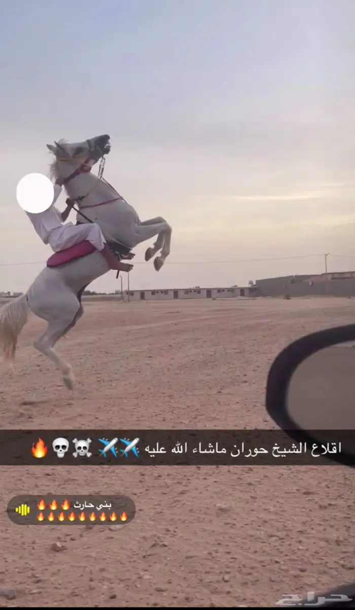 حصان خيل 2