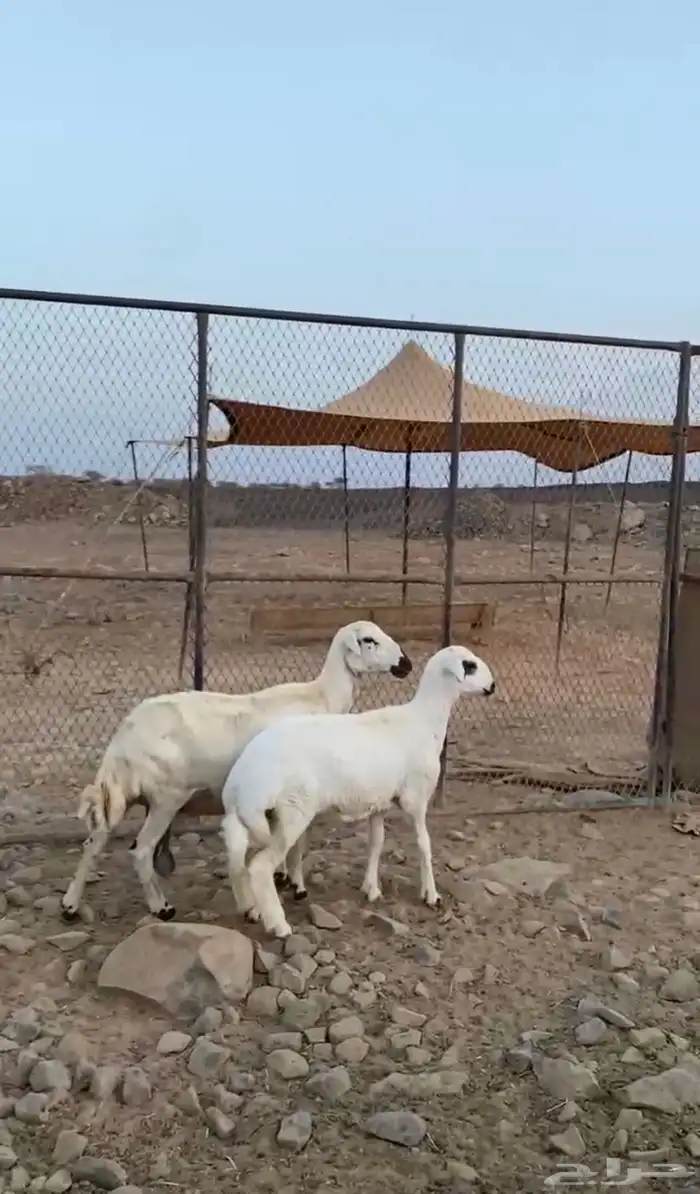 ضان مولده 3