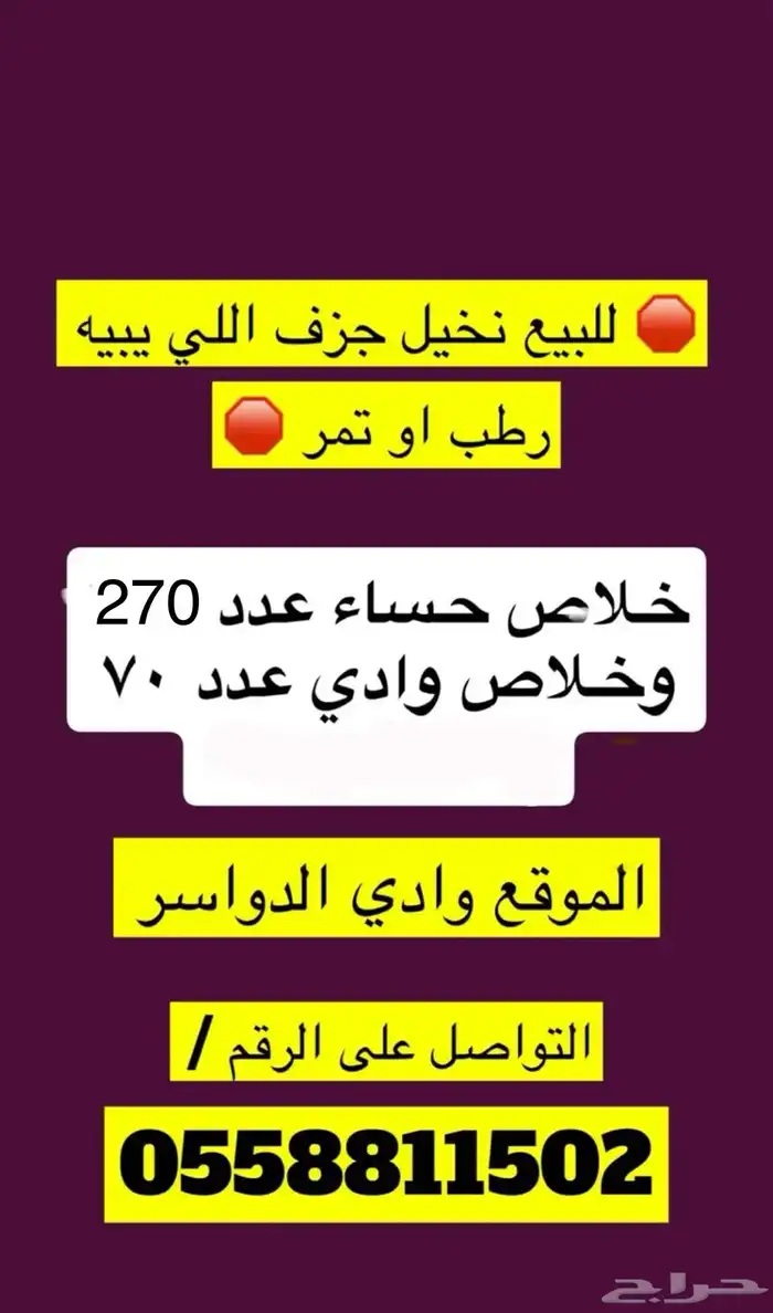 للبيع ثمر نخيل تمر خلاص حساء 270 نخلة 0