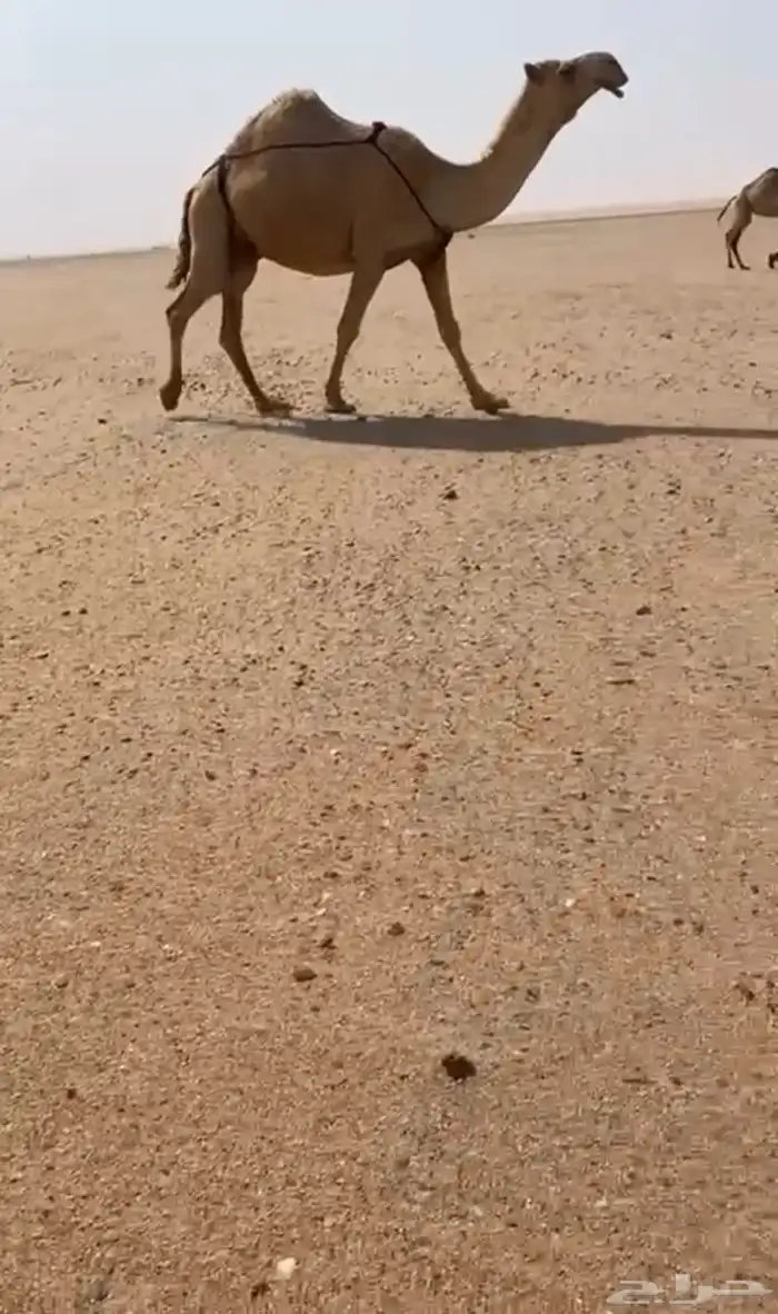 البيع شعلا كفوو خفوت 2