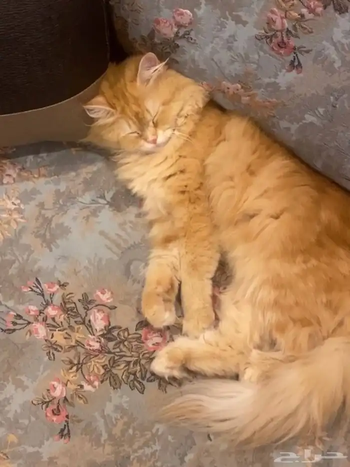 قطه شراري 0