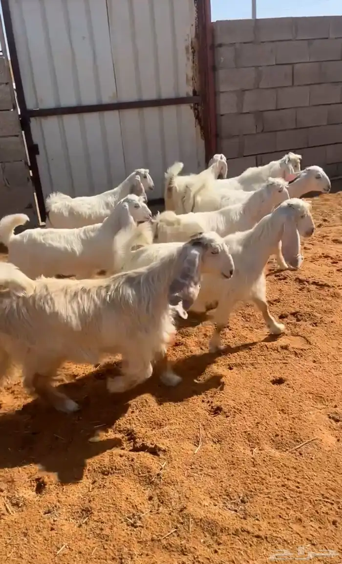 جفرات عوارض بيض بفحلها خصم تم البيع 1