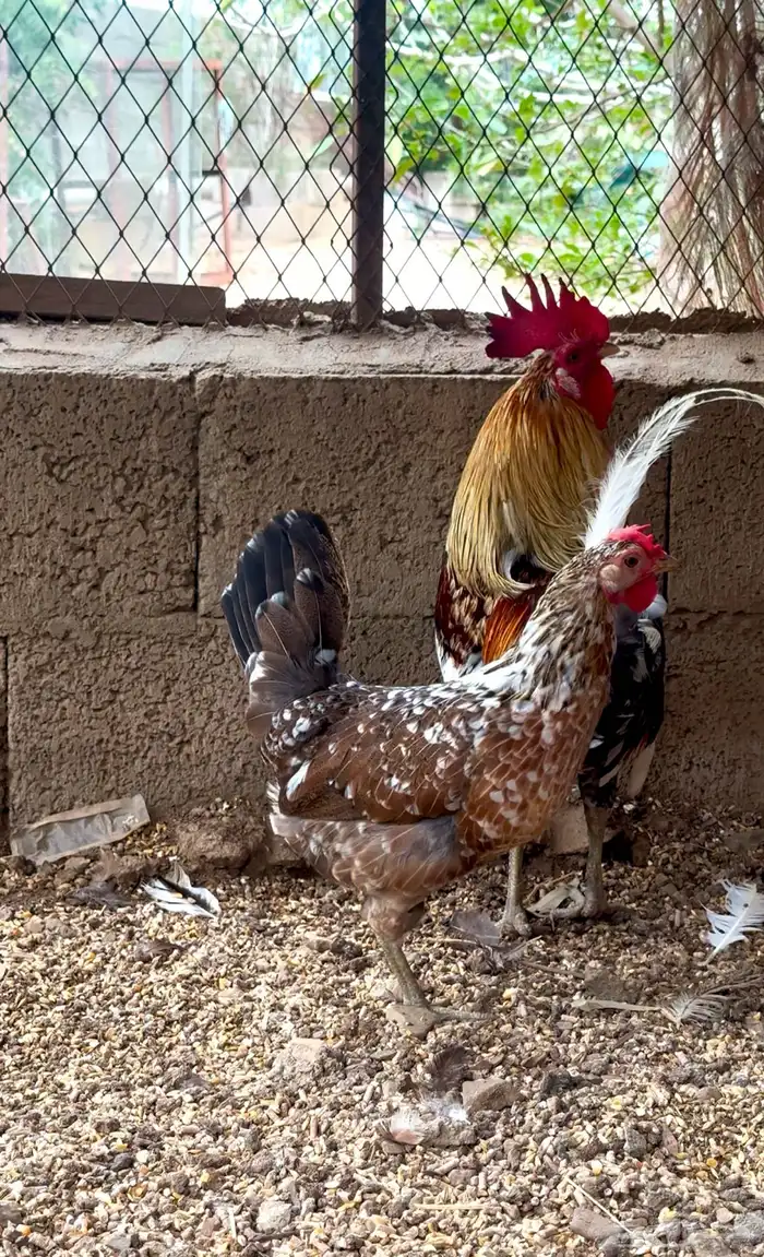 نخبة الماكنتوش 2