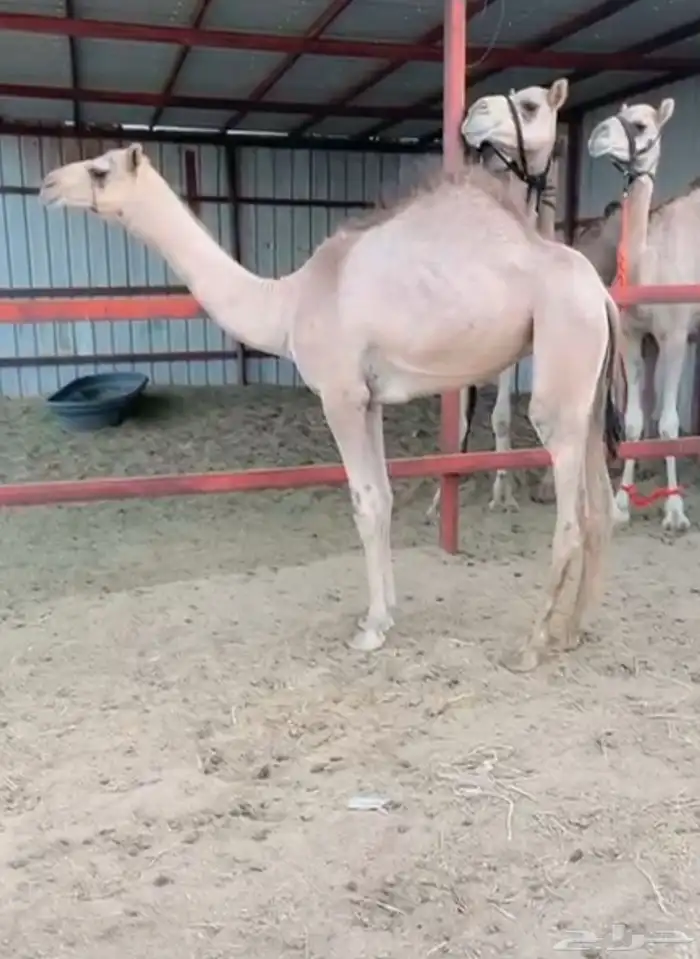 للبيع حواره ضغط عالي شكل وسلاله 1