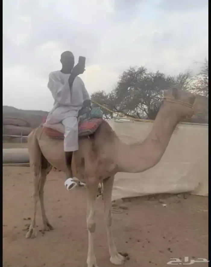 رحول 0