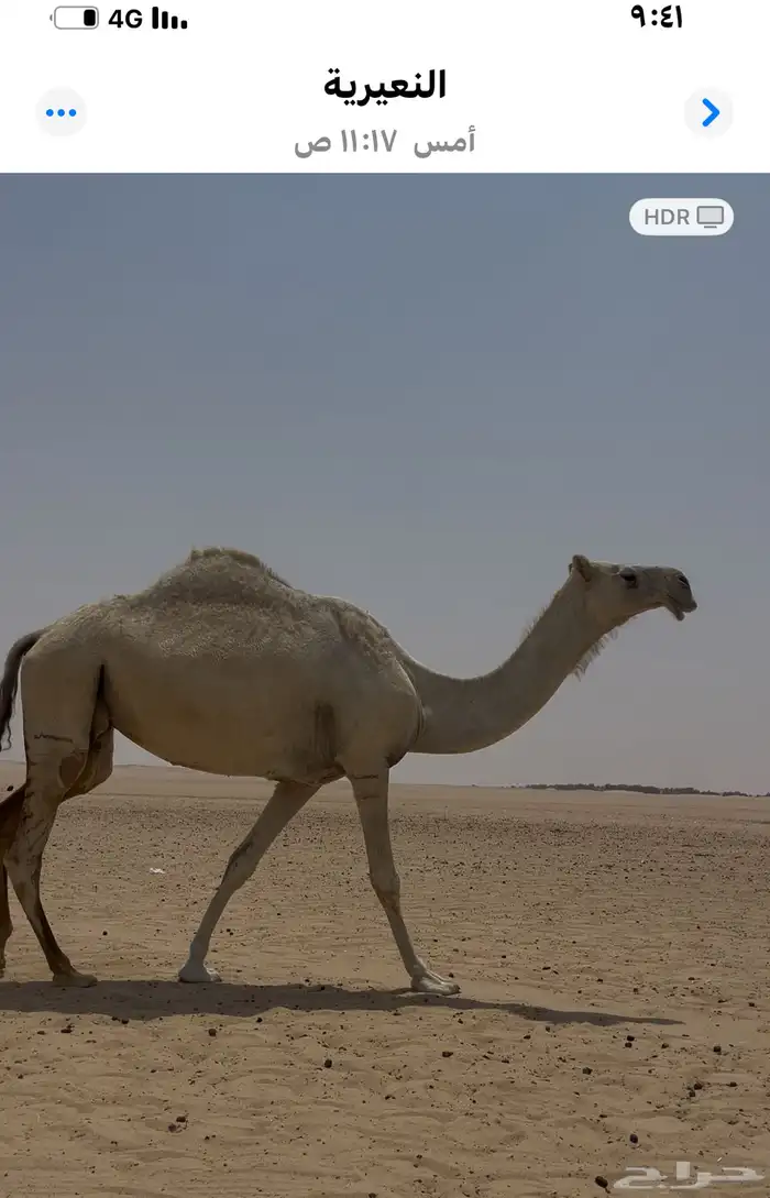 نياق ضرايب للبيع 1