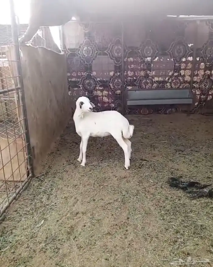 رخل رفيديه 0
