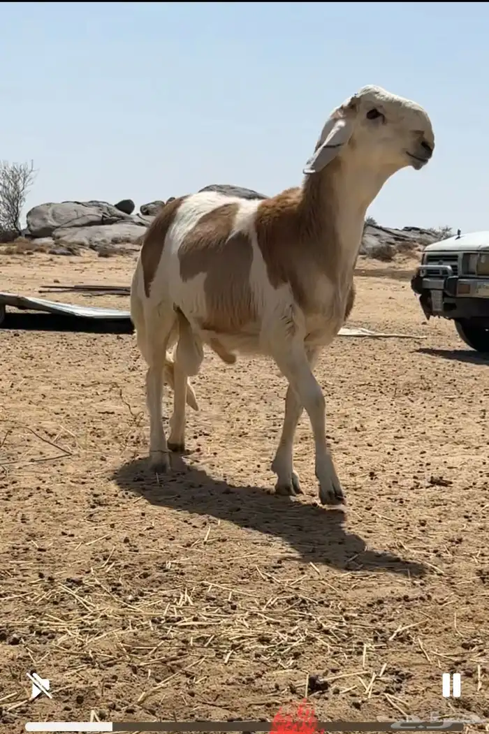 خروف مهجن 4
