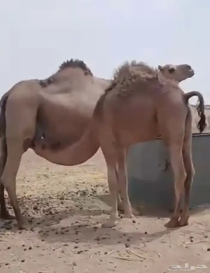 قعود كفو فل للبيع ويوجد غيره التواصل اتصال 0