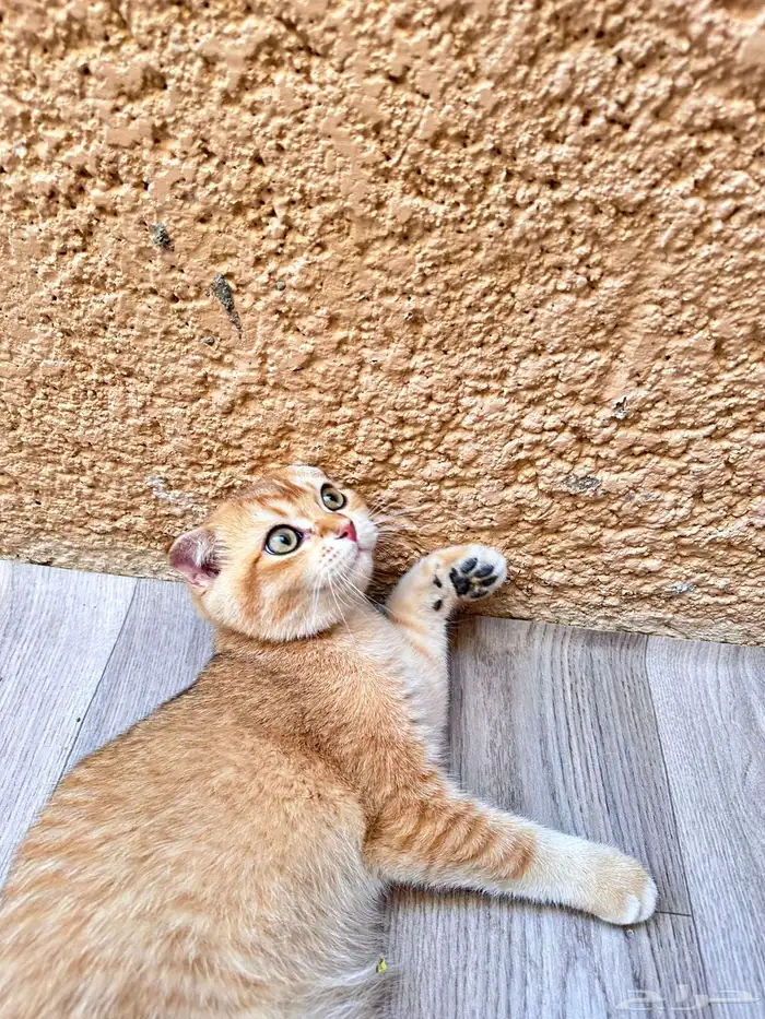 ذكر سكوتش فولد للبيع 1