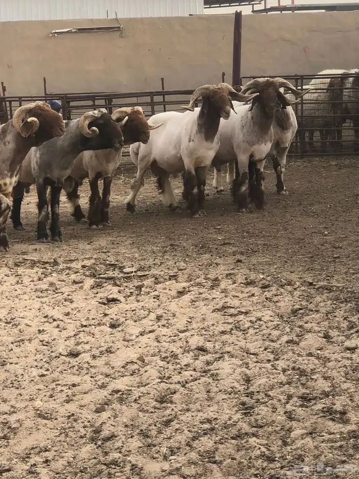 فحول أنعيم طيبه اللبييع 6